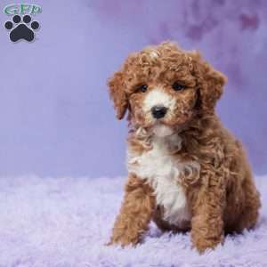 Weston, Mini Goldendoodle Puppy
